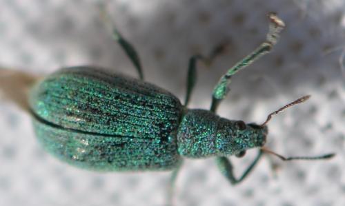 Polydrusus planifrons